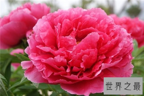 【图】各种花的花语含义介绍 了解花语再送花是对人的