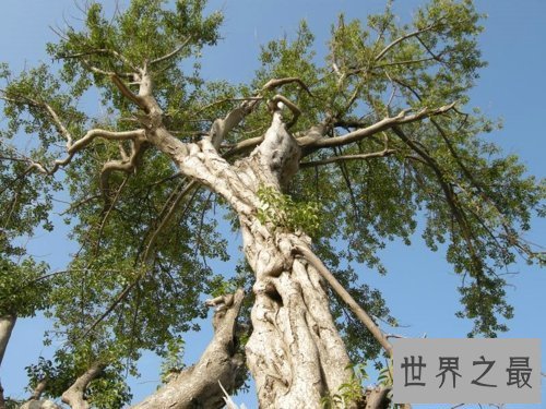 【图】沉香的功效与作用你知道多少呢