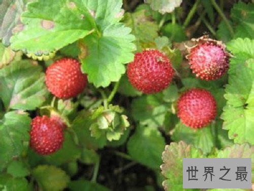 【图】蛇莓的功效和作用，没错我确实跟蛇一样，不过