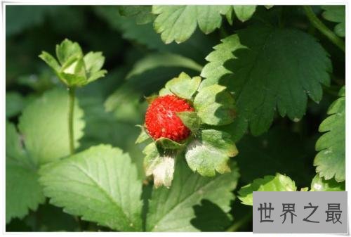 【图】蛇莓的功效和作用，没错我确实跟蛇一样，不过