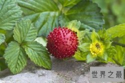 【图】蛇莓的功效和作用，没错我确实跟蛇一样，不过