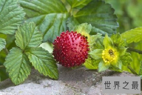 【图】蛇莓的功效和作用，没错我确实跟蛇一样，不过