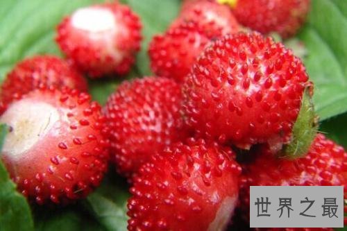 【图】蛇莓的功效和作用，没错我确实跟蛇一样，不过