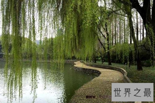 【图】咏柳的诗句，有哪些描写杨柳的诗句终成绝句