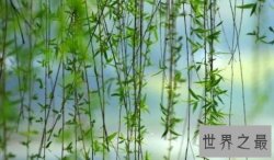 【图】咏柳的诗句，有哪些描写杨柳的诗句终成绝句
