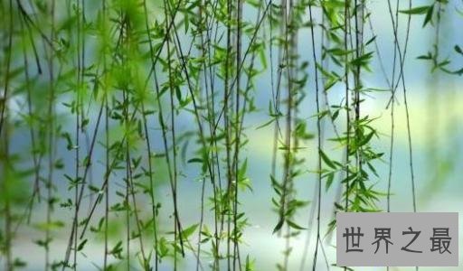 【图】咏柳的诗句，有哪些描写杨柳的诗句终成绝句