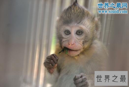 【图】世界上最珍稀的猴子，食蟹猴(常年被走私贩卖