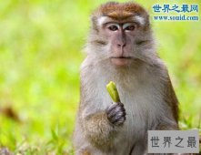 【图】世界上最珍稀的猴子，食蟹猴(常年被走私贩卖