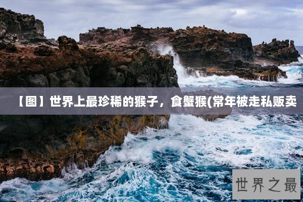 【图】世界上最珍稀的猴子，食蟹猴(常年被走私贩卖