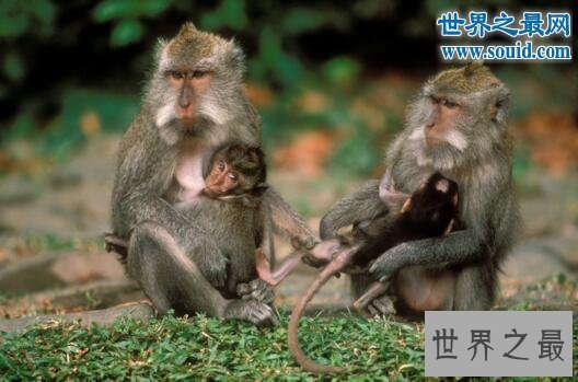 【图】世界上最珍稀的猴子，食蟹猴(常年被走私贩卖