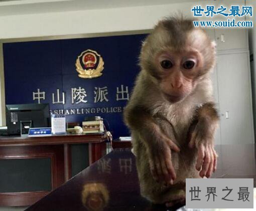 【图】世界上最珍稀的猴子，食蟹猴(常年被走私贩卖