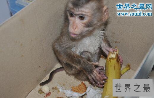 【图】世界上最珍稀的猴子，食蟹猴(常年被走私贩卖