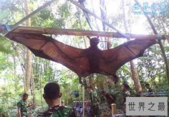 【图】世界上最大的蝙蝠，马来大狐蝠(长达近2米)