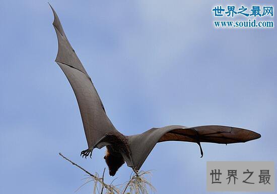 【图】世界上最大的蝙蝠，马来大狐蝠(长达近2米)