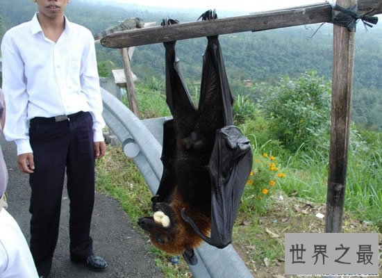 【图】世界上最大的蝙蝠，马来大狐蝠(长达近2米)