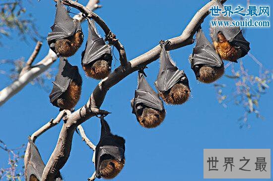 【图】世界上最大的蝙蝠，马来大狐蝠(长达近2米)