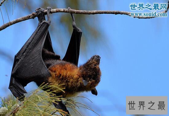 【图】世界上最大的蝙蝠，马来大狐蝠(长达近2米)