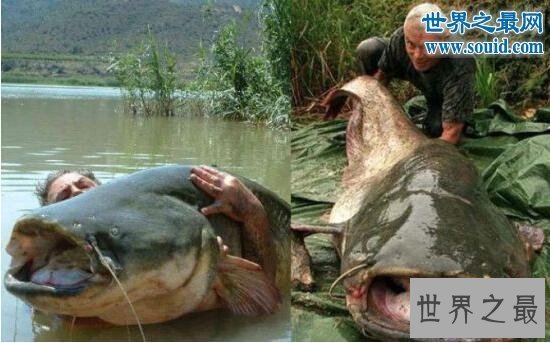 【图】世界最大的鲶鱼种类，湄公河鲶鱼(586斤巨鲶)