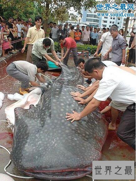 【图】世界最大的鲶鱼种类，湄公河鲶鱼(586斤巨鲶)