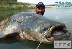 【图】世界最大的鲶鱼种类，湄公河鲶鱼(586斤巨鲶)