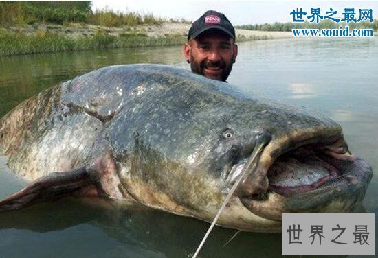 【图】世界最大的鲶鱼种类，湄公河鲶鱼(586斤巨鲶)