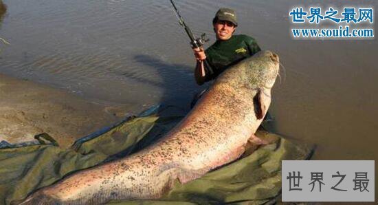 【图】世界最大的鲶鱼种类，湄公河鲶鱼(586斤巨鲶)