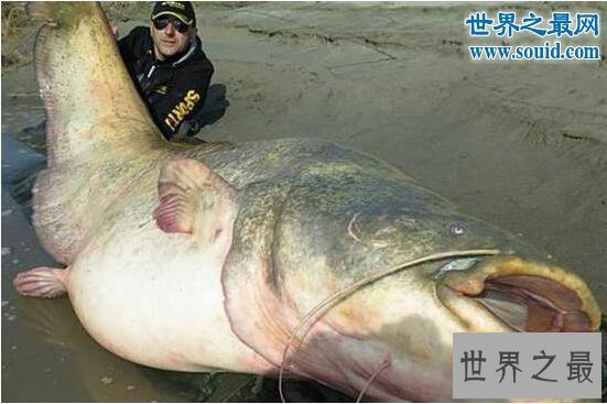 【图】世界最大的鲶鱼种类，湄公河鲶鱼(586斤巨鲶)