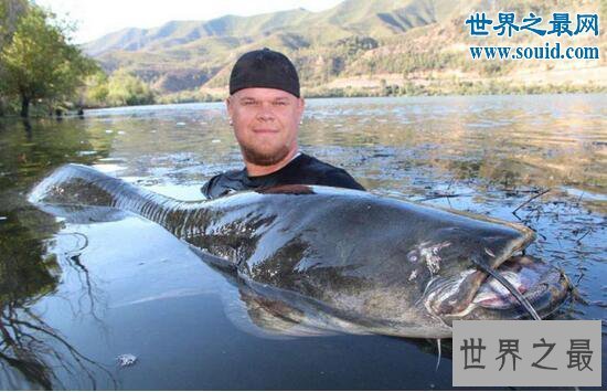 【图】世界最大的鲶鱼种类，湄公河鲶鱼(586斤巨鲶)
