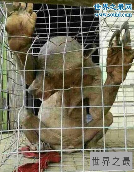 【图】世界上体型最小的熊，马来熊(仅长110厘米/重27千