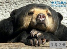 【图】世界上体型最小的熊，马来熊(仅长110厘米/重27千