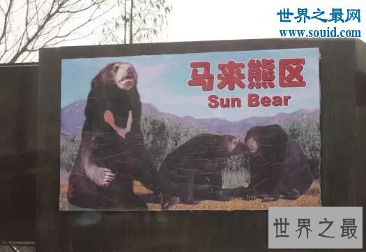 【图】世界上体型最小的熊，马来熊(仅长110厘米/重27千