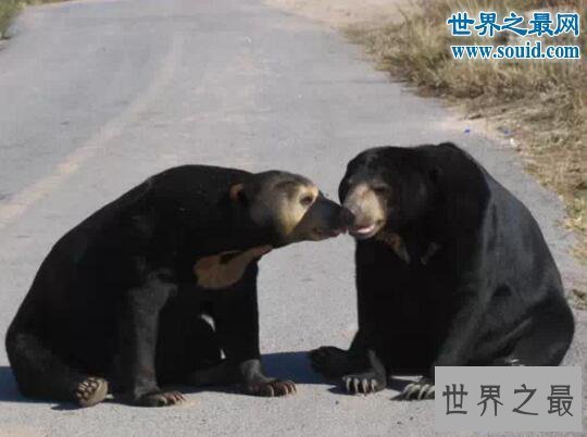 【图】世界上体型最小的熊，马来熊(仅长110厘米/重27千