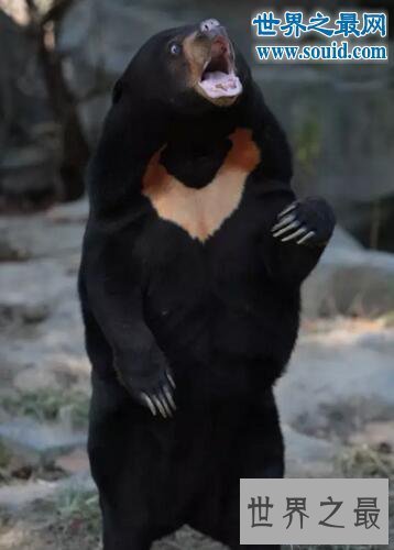 【图】世界上体型最小的熊，马来熊(仅长110厘米/重27千