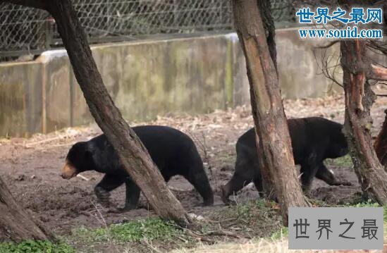 【图】世界上体型最小的熊，马来熊(仅长110厘米/重27千