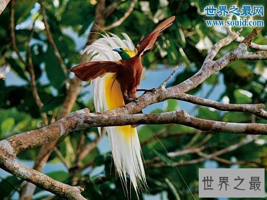 【图】世界上最美丽的鸟，极乐鸟(通往天堂的飞鸟)