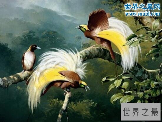 【图】世界上最美丽的鸟，极乐鸟(通往天堂的飞鸟)