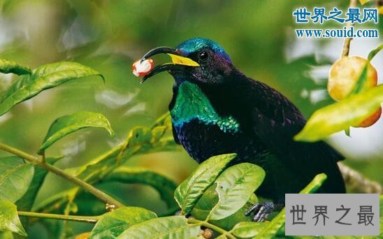 【图】世界上最美丽的鸟，极乐鸟(通往天堂的飞鸟)