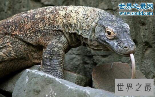 【图】世界上最大的蜥蜴,古巨蜥(长7米/重1240斤)