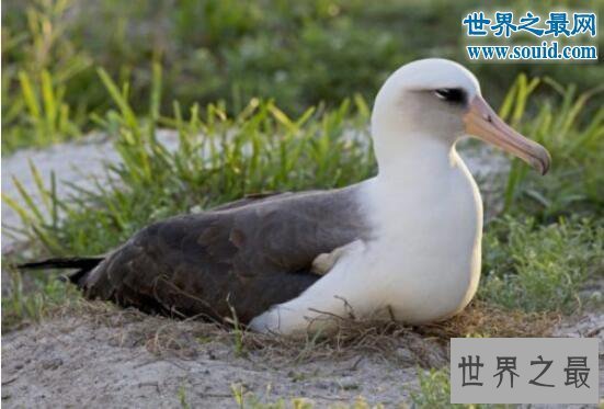 【图】世界上最老的海鸟，66岁依然尽职孵蛋
