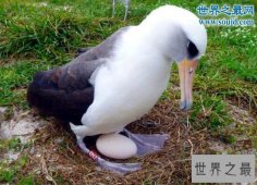 【图】世界上最老的海鸟，66岁依然尽职孵蛋