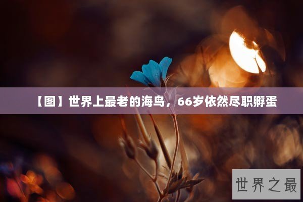 【图】世界上最老的海鸟，66岁依然尽职孵蛋