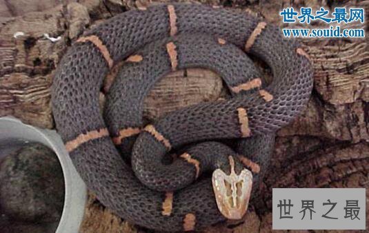 【图】世界上最罕见的毒蛇,喜玛拉雅白头蛇(最好别惹