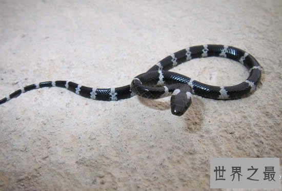 【图】世界上最罕见的毒蛇,喜玛拉雅白头蛇(最好别惹