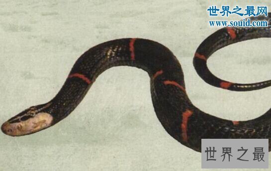 【图】世界上最罕见的毒蛇,喜玛拉雅白头蛇(最好别惹