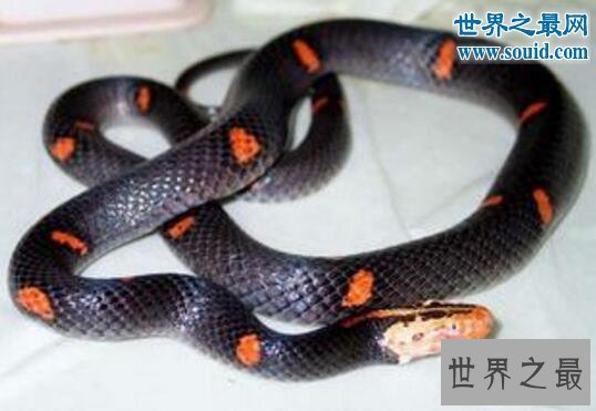 【图】世界上最罕见的毒蛇,喜玛拉雅白头蛇(最好别惹