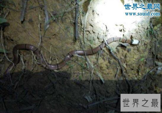 【图】世界上最罕见的毒蛇,喜玛拉雅白头蛇(最好别惹