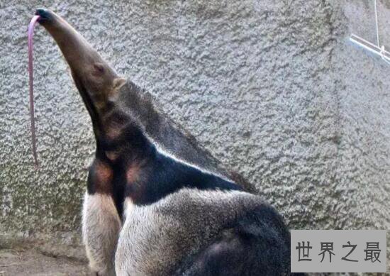 【图】世界上最大的食蚁兽，大食蚁兽(长2.4m/重65kg)