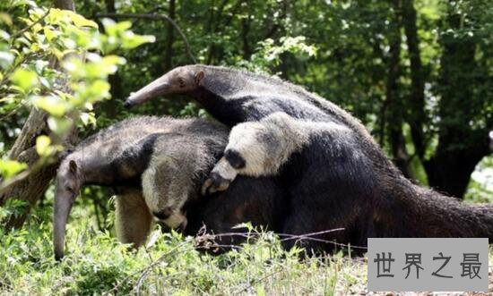 【图】世界上最大的食蚁兽，大食蚁兽(长2.4m/重65kg)