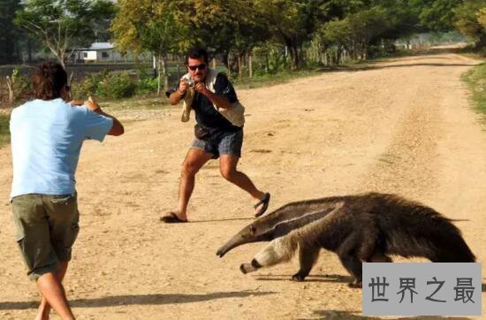 【图】世界上最大的食蚁兽，大食蚁兽(长2.4m/重65kg)