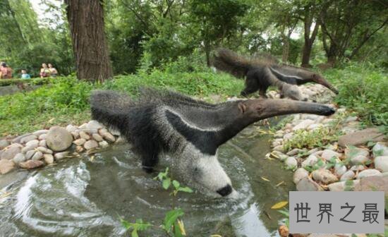 【图】世界上最大的食蚁兽，大食蚁兽(长2.4m/重65kg)